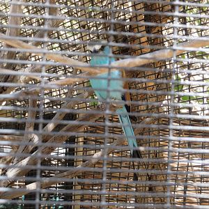 Racket-tailed Roller