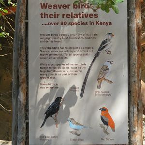 Aviary Signage