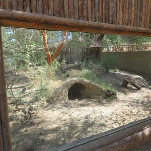 Striped Hyena Exhibit
