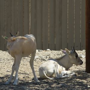 Addax Calves