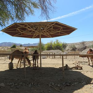 Dromedary Camels
