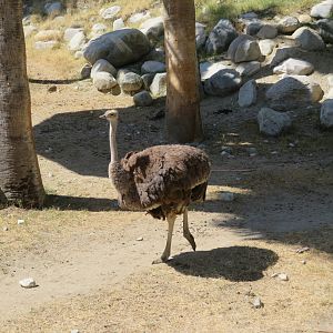 Ostrich