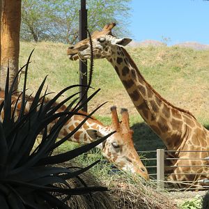 Giraffes Browsing