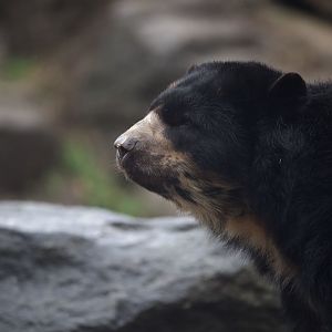 Andean Bear/ Tremarctos ornatus