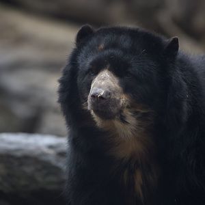 Andean Bear/ Tremarctos ornatus