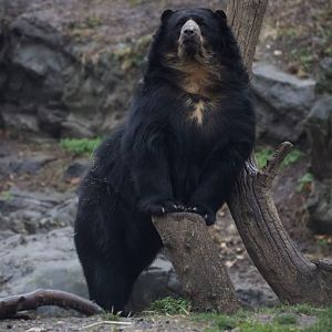 Andean Bear/ Tremarctos ornatus
