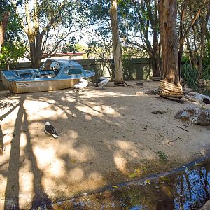 Kelp Gull/Pelican Enclosure