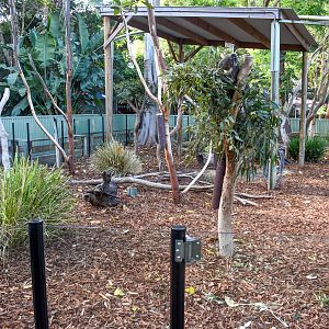 Koala/Pademelon Enclosure