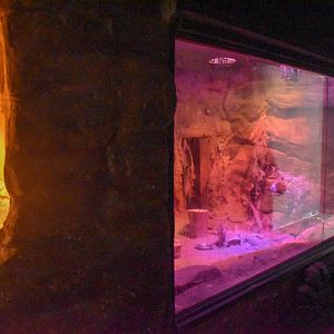 Bilby/Ghost Bat Enclosure