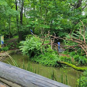 Nashville Zoo 5/22 - Hyacinth Macaws
