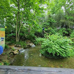 Nashville Zoo 5/22 - Hyacinth Macaws