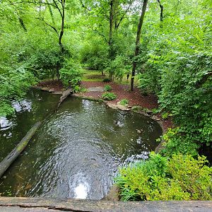 Nashville Zoo 5/22 - Stanley crane, white-faced whistling duck, common shelduck
