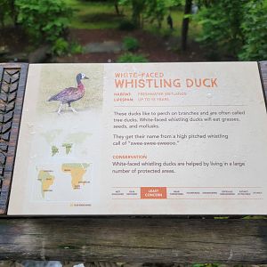 Nashville Zoo 5/22 - Signage example, white-faced whistling duck