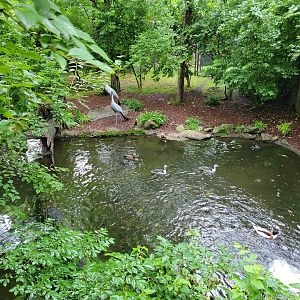 Nashville Zoo 5/22 - Stanley crane, white-faced whistling duck, common shelduck
