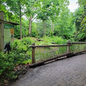 Nashville Zoo 5/22 - White-cheeked gibbon