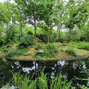 Nashville Zoo 5/22 - White-cheeked gibbon