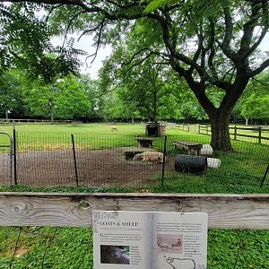 Nashville Zoo 5/22 - Grassmere Plantation farm, sheep and goats