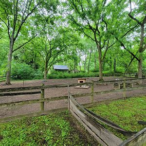 Nashville Zoo 5/22 - Grassmere Plantation farm, Juliana pigs