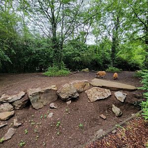 Nashville Zoo 5/22 - Red river hogs