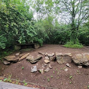 Nashville Zoo 5/22 - Red river hogs