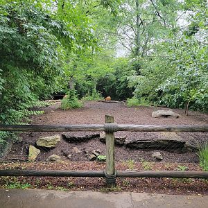 Nashville Zoo 5/22 - Red river hogs