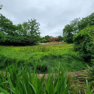 Nashville Zoo 5/22 - Southern white rhinoceros
