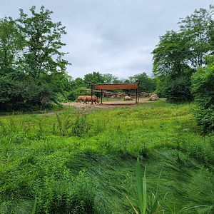 Nashville Zoo 5/22 - Southern white rhinoceros