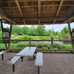Nashville Zoo 5/22 - Southern white rhinoceros