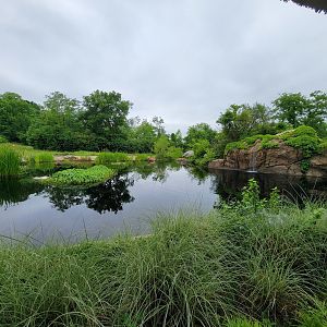 Nashville Zoo 5/22 - Southern white rhinoceros
