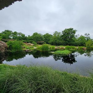 Nashville Zoo 5/22 - Southern white rhinoceros