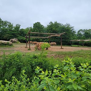 Nashville Zoo 5/22 - Southern white rhinoceros