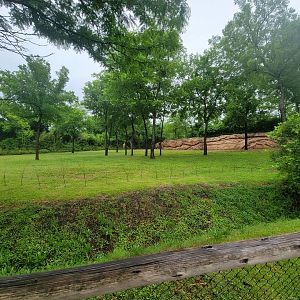 Nashville Zoo 5/22 - Masai giraffes