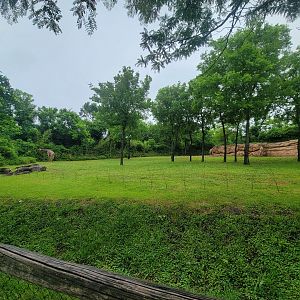 Nashville Zoo 5/22 - Masai giraffes