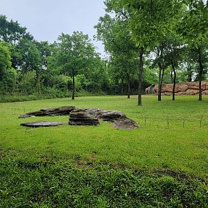Nashville Zoo 5/22 - Masai giraffes