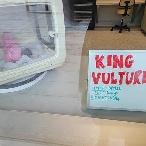 Nashville Zoo 5/22 - Healthcare Veterinary Center, king vulture chick