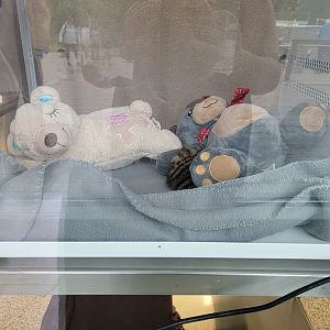 Nashville Zoo 5/22 - Healthcare Veterinary Center, four-week-old Fanaloka