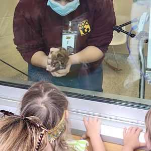 Nashville Zoo 5/22 - Healthcare Veterinary Center, four-week-old Fanaloka