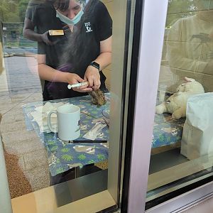 Nashville Zoo 5/22 - Healthcare Veterinary Center, four-week-old Fanaloka