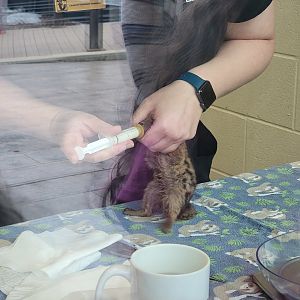 Nashville Zoo 5/22 - Healthcare Veterinary Center, four-week-old Fanaloka