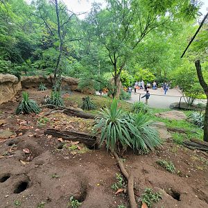 Nashville Zoo 5/22 - Meerkats