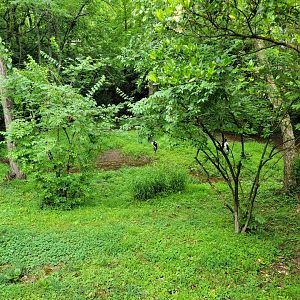 Nashville Zoo 5/22 - Saddle-billed storks