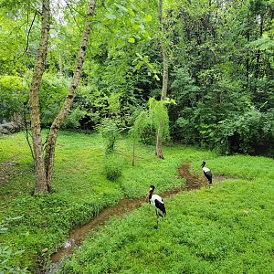 Nashville Zoo 5/22 - Saddle-billed storks