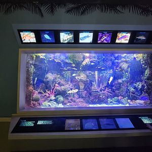 Nashville Zoo 5/22 - Unseen New World, tropical fish tank