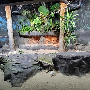 Nashville Zoo 5/22 - Unseen New World, rhinoceros iguanas