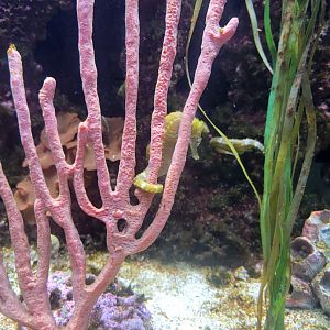 Nashville Zoo 5/22 - Unseen New World, lined seahorses