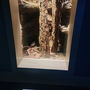 Nashville Zoo 5/22 - Unseen New World, Trinidad giant cockroach, Blaberus gigantea