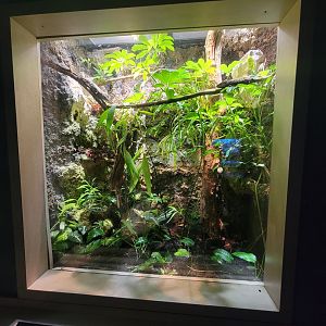 Nashville Zoo 5/22 - Unseen New World, Smallwood's anole, Cuban false chameleon