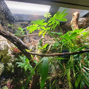 Nashville Zoo 5/22 - Unseen New World, Smallwood's anoles