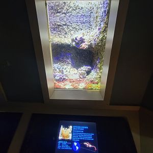 Nashville Zoo 5/22 - Unseen New World, upside-down jellyfish