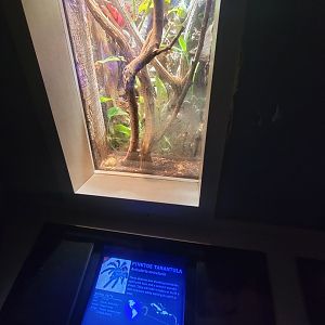 Nashville Zoo 5/22 - Unseen New World, pinktoe tarantula, Avicularia avicularia